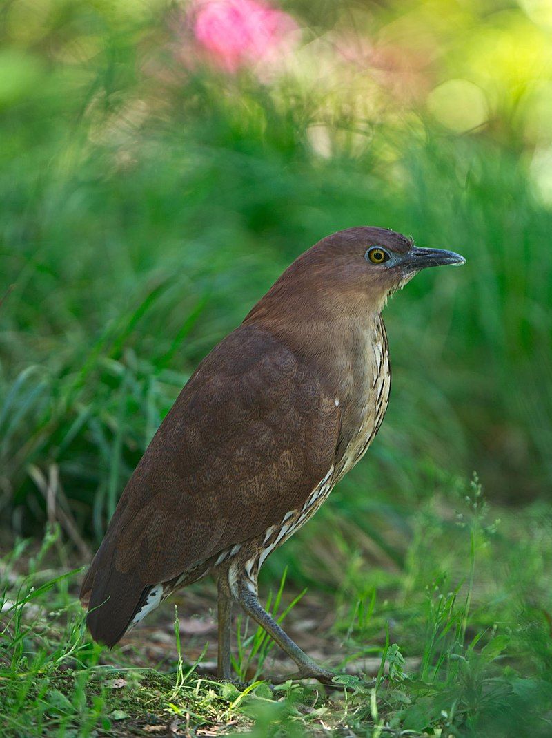 Japanese_night_heron__18