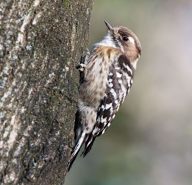 Japanese_pygmy_woodpecker__10