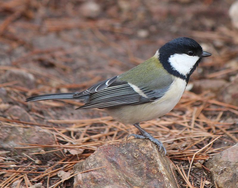 Japanese_tit__4