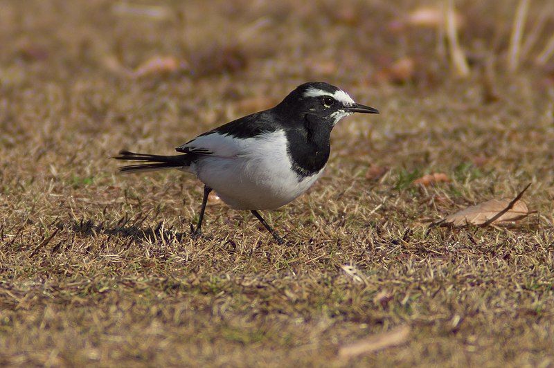 Japanese_wagtail__1