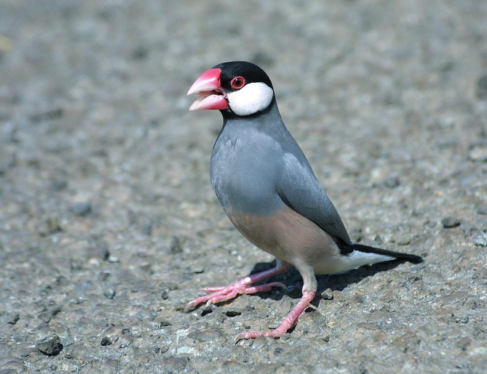 Java Sparrow