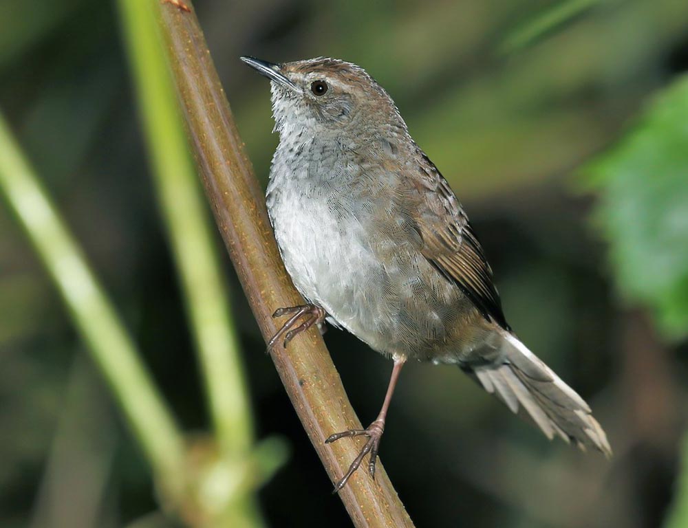 Javan Bush Warbler