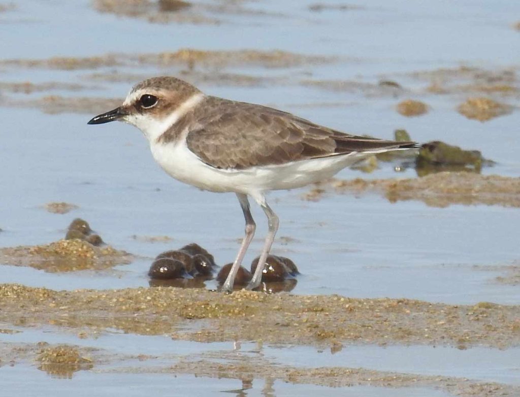 Javan plover