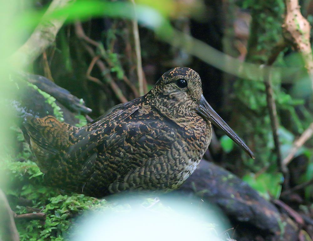 Javan woodcock