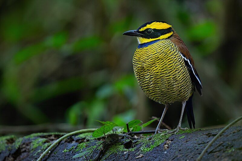 Javan_banded_pitta__17