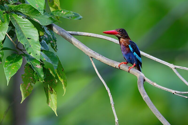 Javan_kingfisher__1