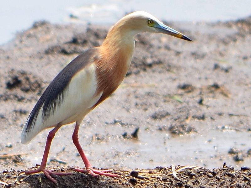 Javan_pond_heron__15