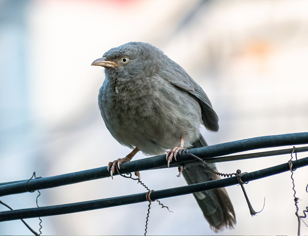 Jungle Babbler