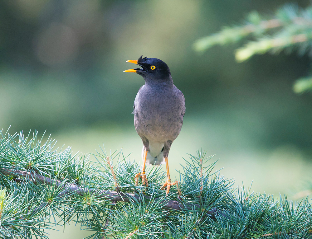 Jungle Myna