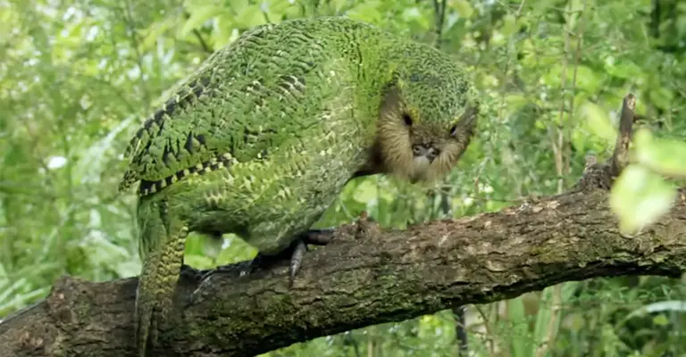 Kakapos