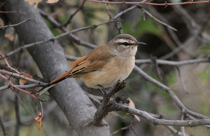 Kalahari_scrub_robin__4