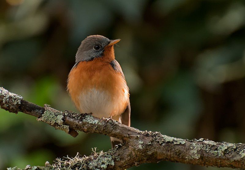 Kashmir_flycatcher__6