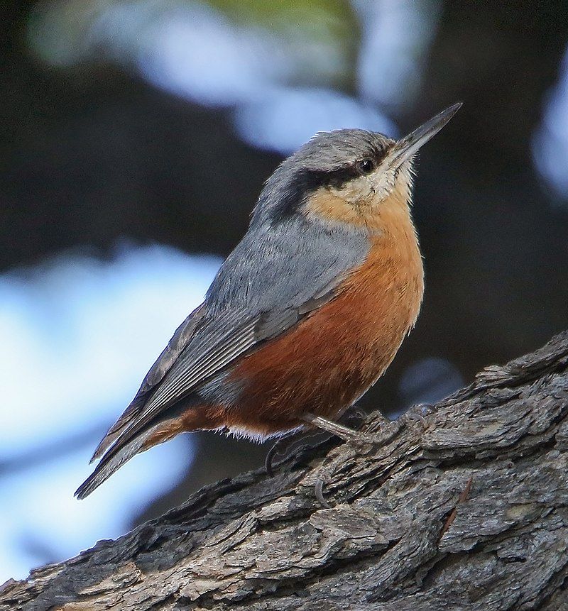 Kashmir_nuthatch__47