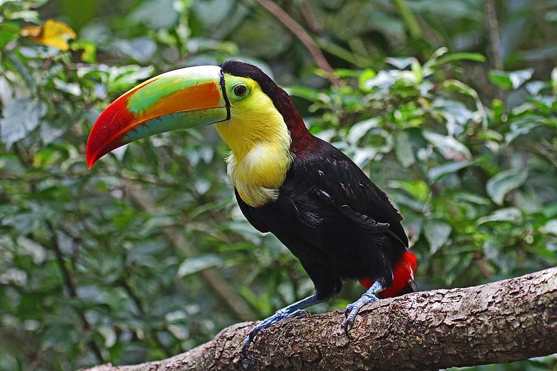 Keel-billed_toucan__1