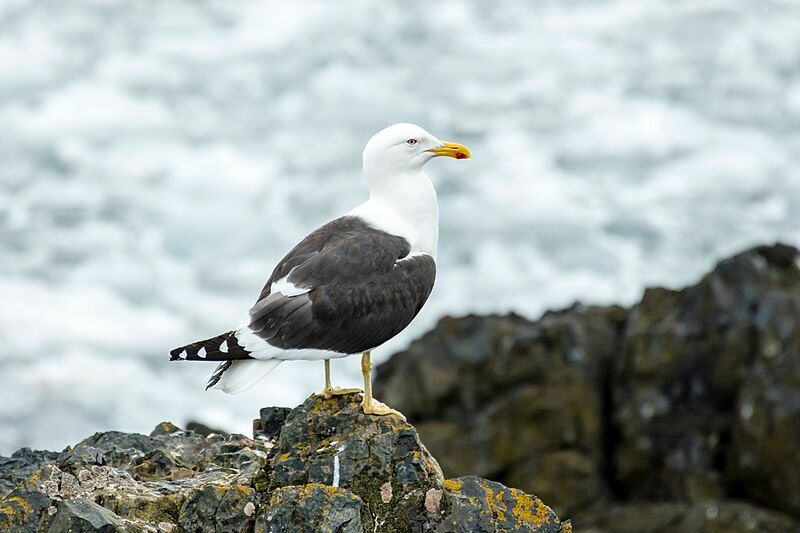 Kelp_gull__4