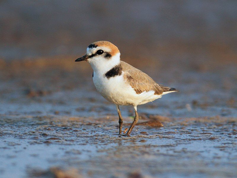 Kentish_plover__7