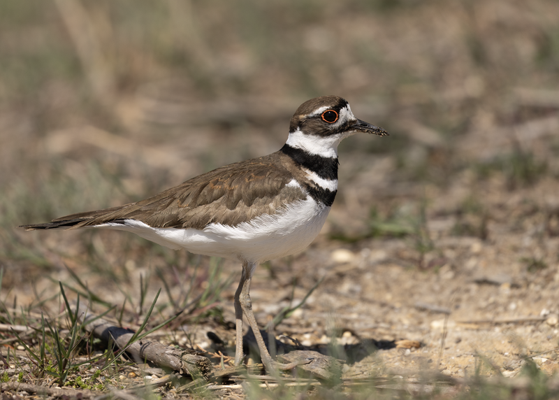 Killdeer__15