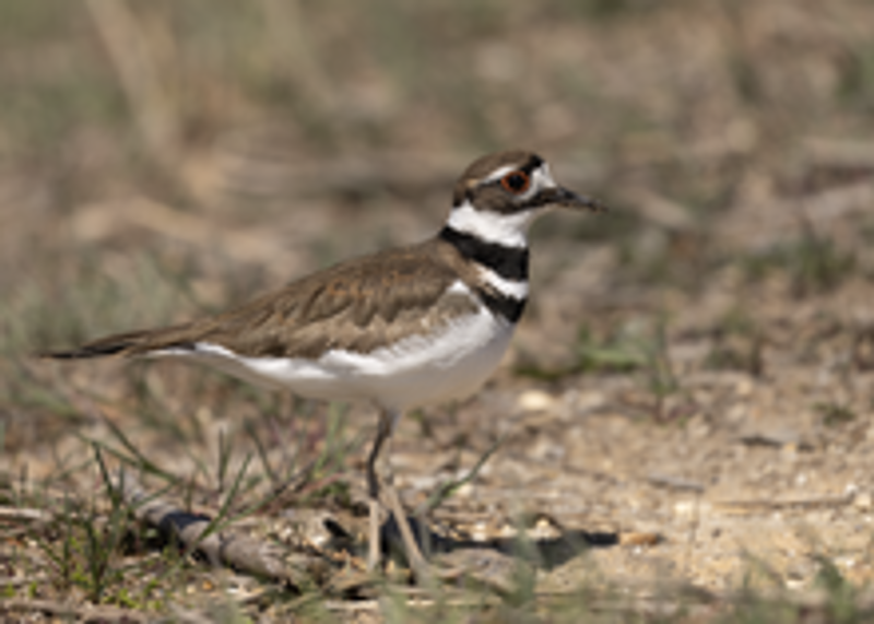 Killdeer__17