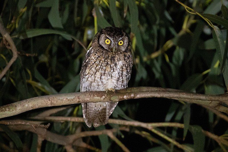 Koepcke's_screech_owl__35