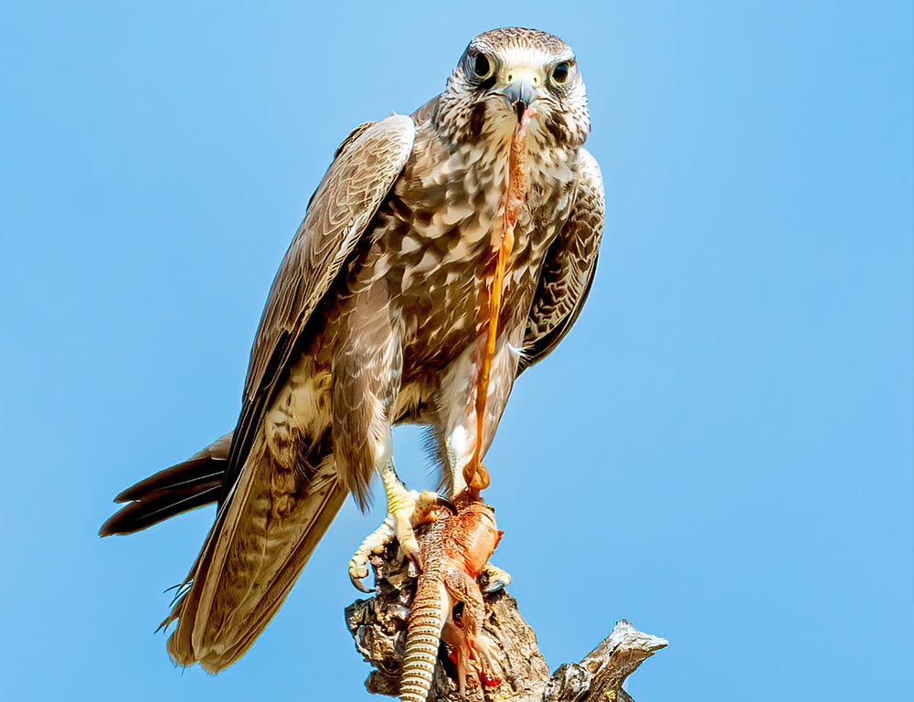 Laggar Falcon