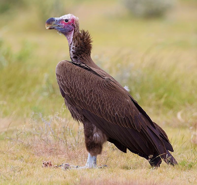 Lappet-faced_vulture__10