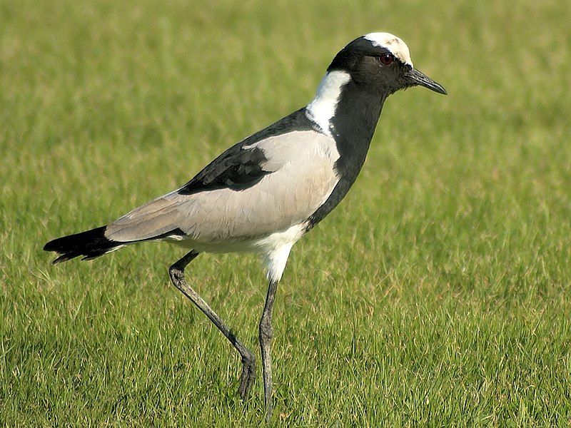 Lapwing__14