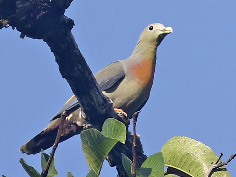 Large Green Pigeon