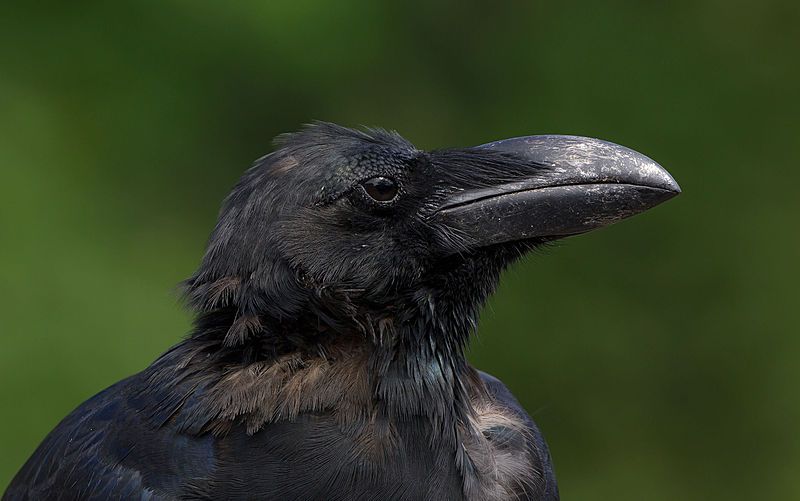 Large-billed_crow__3