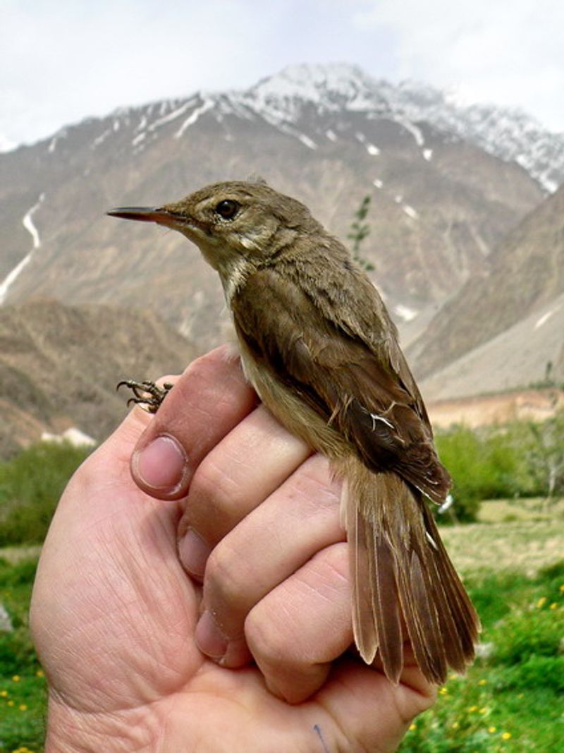 Large-billed_reed_warbler__24