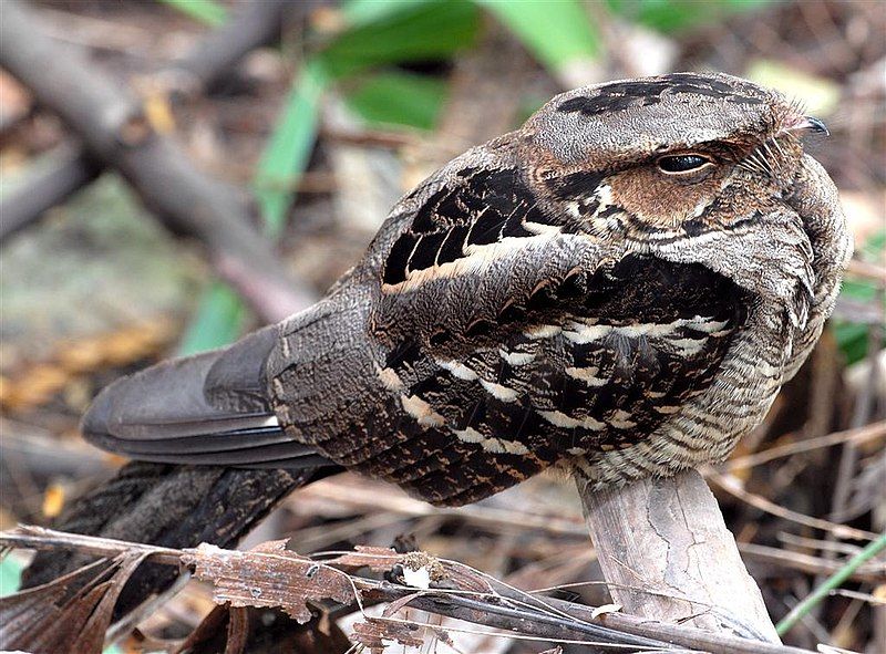 Large-tailed_nightjar__10