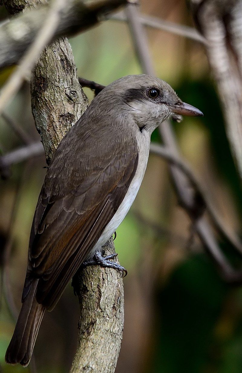 Large_woodshrike__47