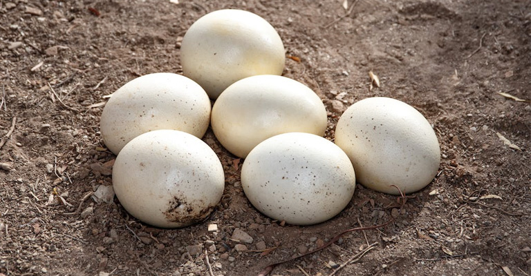 Largest Eggs Of Any Living Bird