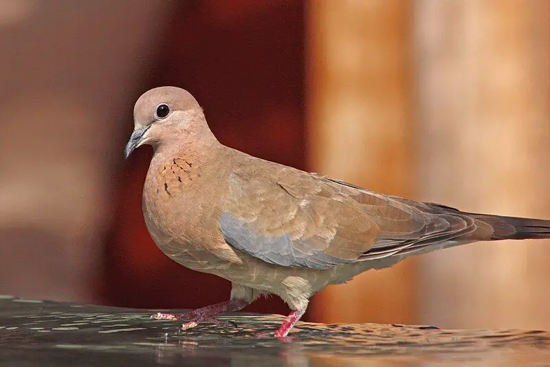 Laughing_dove__2