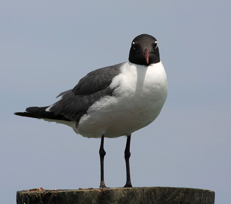 Laughing_gull__24