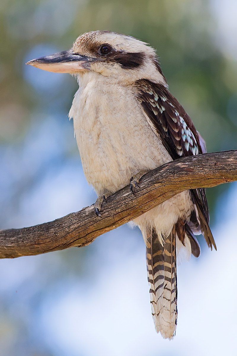 Laughing_kookaburra__2