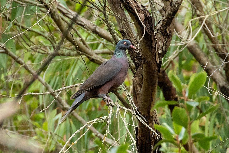 Laurel_pigeon__4