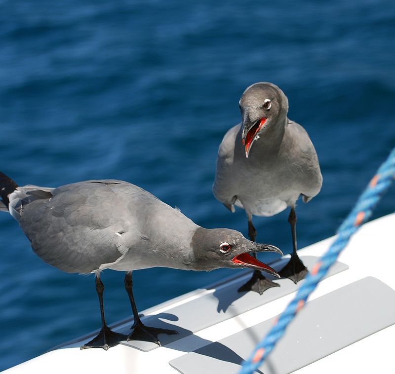 Lava_gull__2