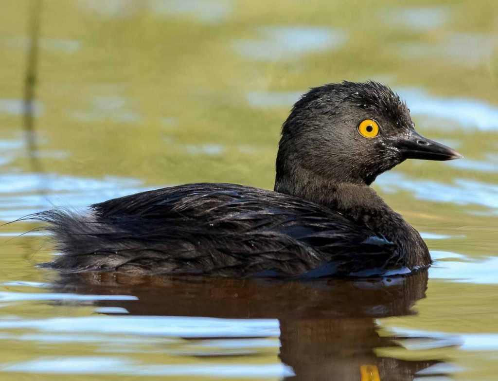 Least grebe