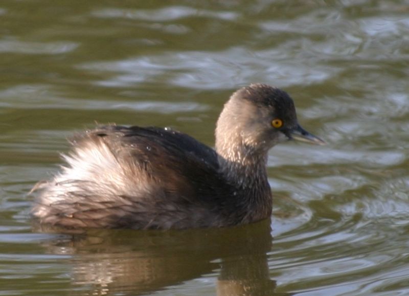 Least_grebe__3