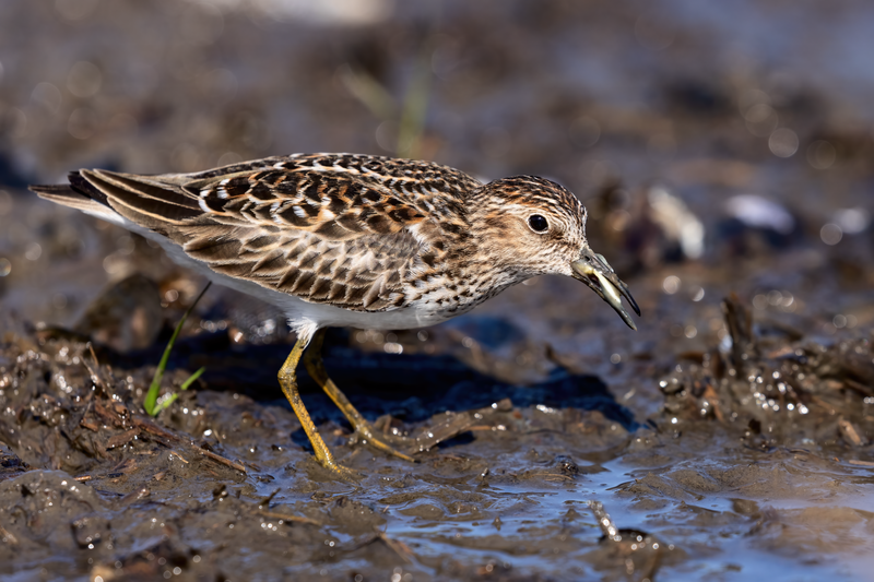 Least_sandpiper__2