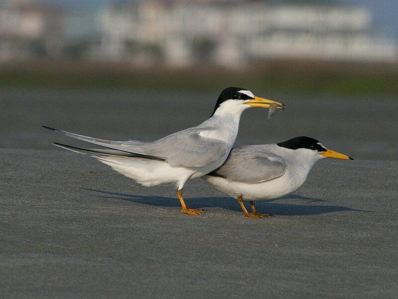 Least_tern__14