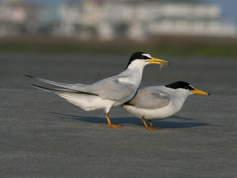 Least_tern__2
