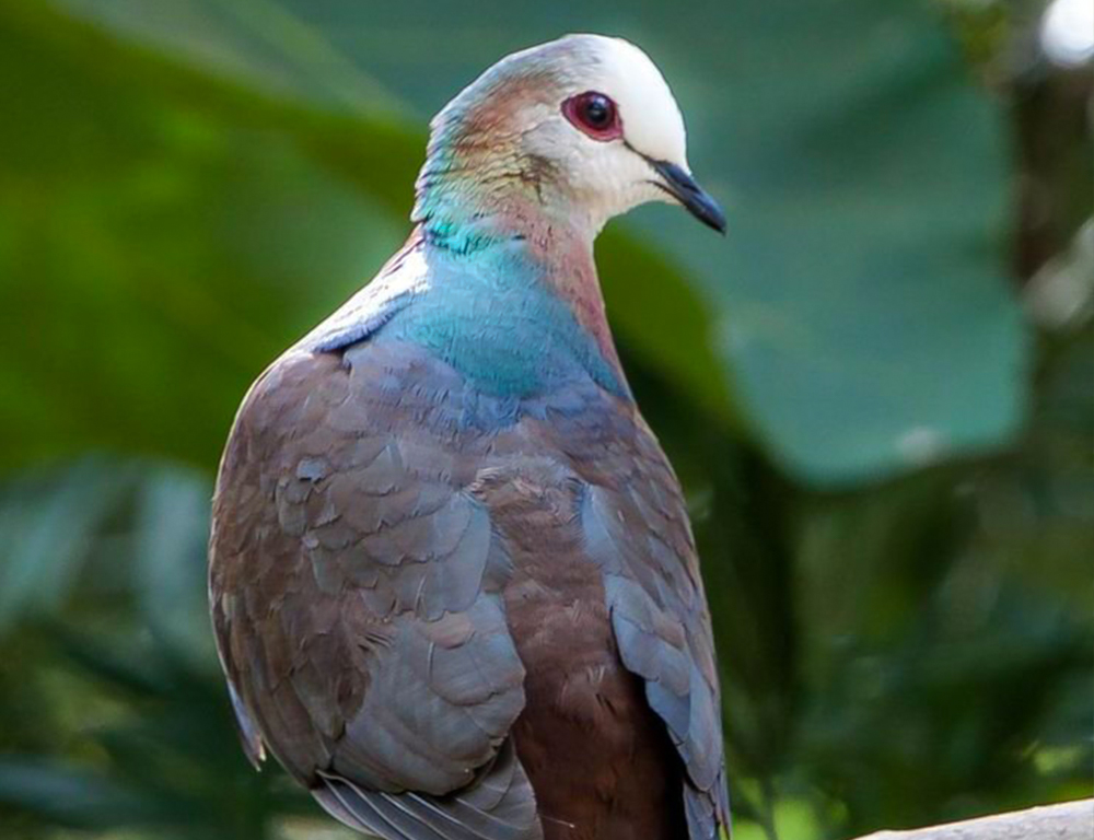 24 Feathered Friends You Don't Want to Miss in Nairobi - The Worlds ...