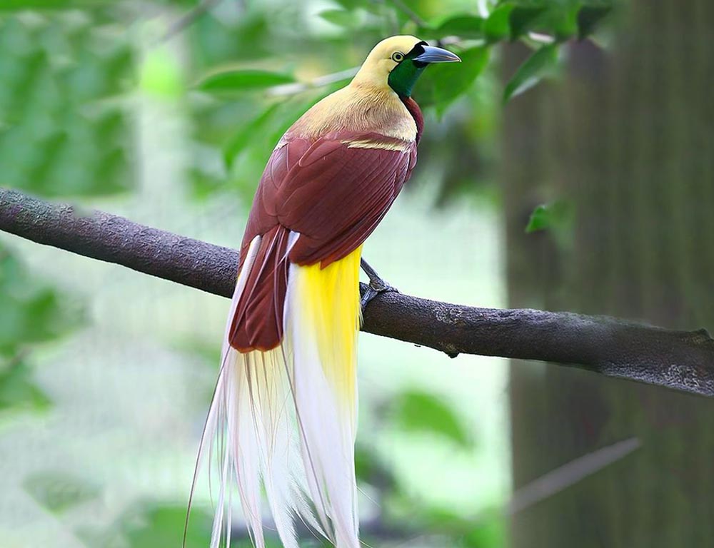 Discover the Diversity and Beauty of 24 Birds in South Papua - The ...