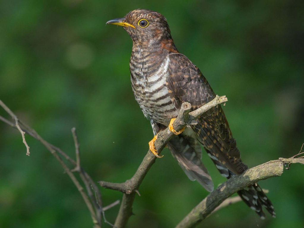 Lesser Cuckoo