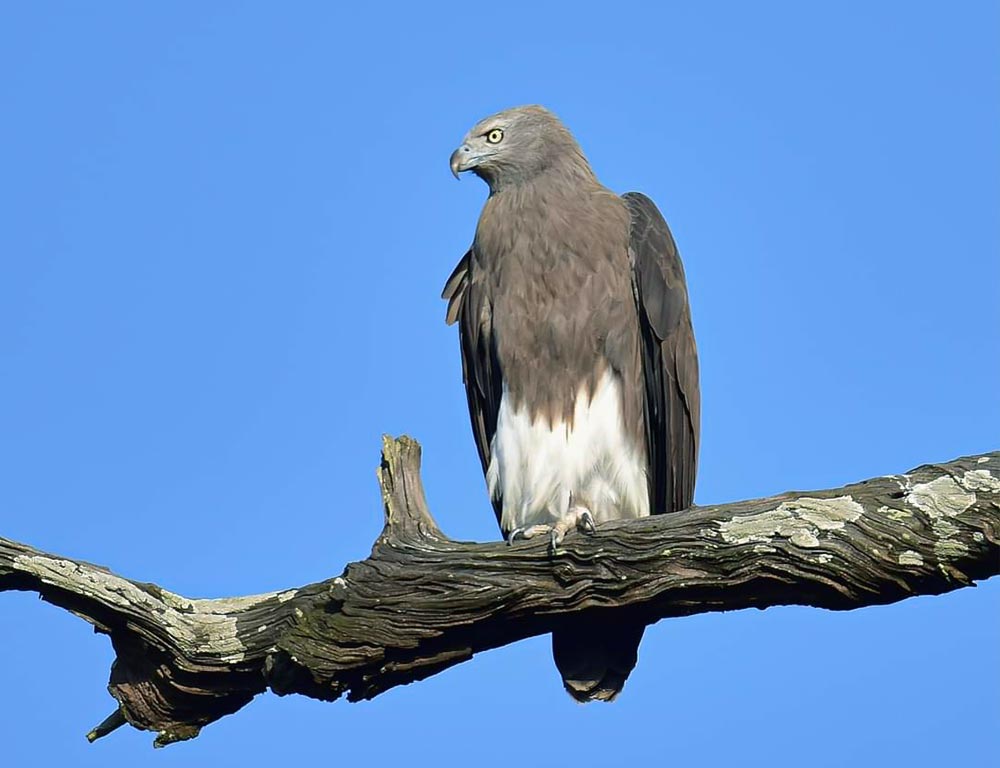 Lesser Fish Eagle