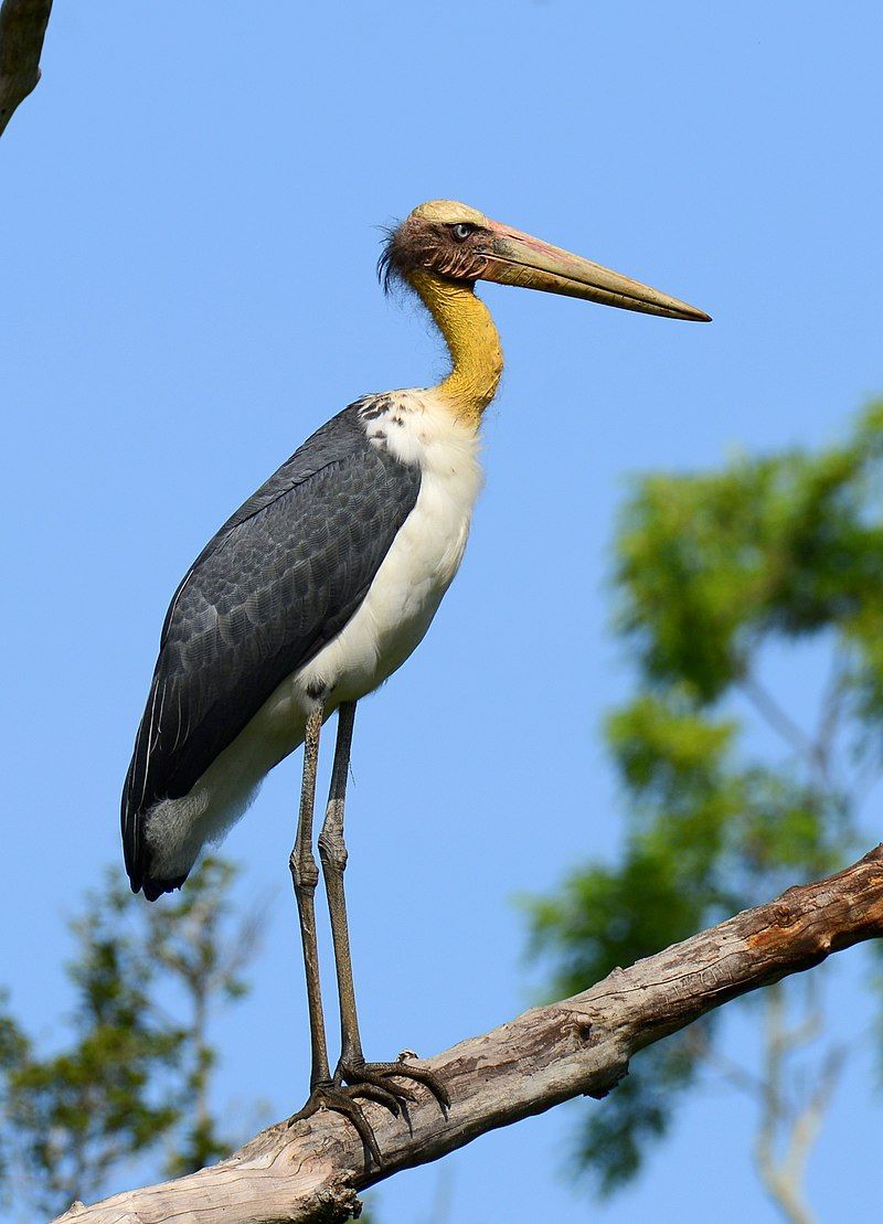 Lesser_adjutant__2