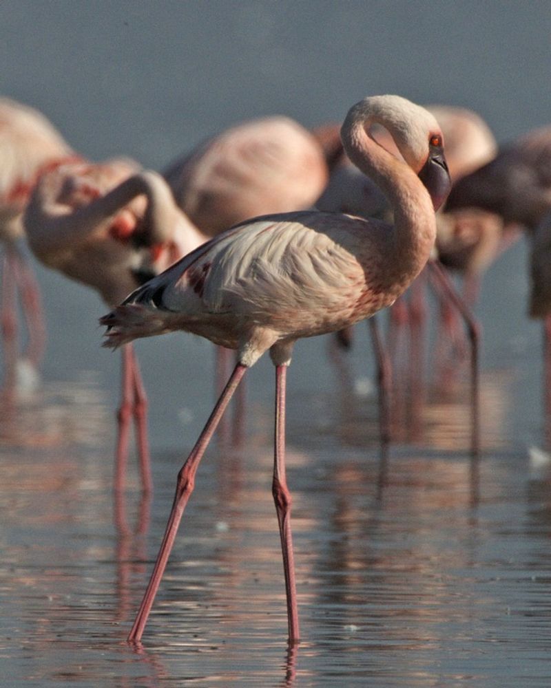 Lesser_flamingo__1