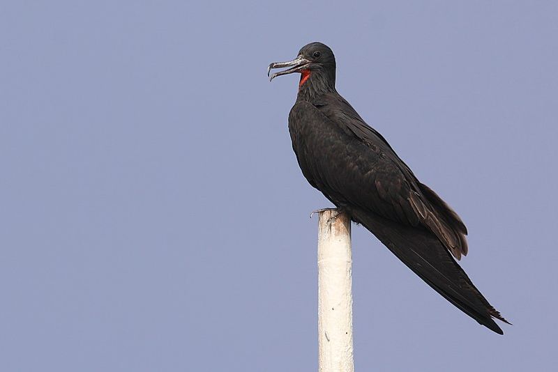 Lesser_frigatebird__13