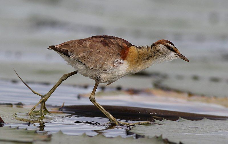 Lesser_jacana__4